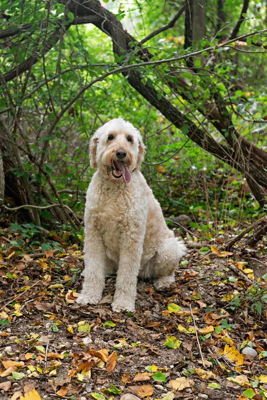 color photo of a cream golden doodle dog on a forest trail sitting