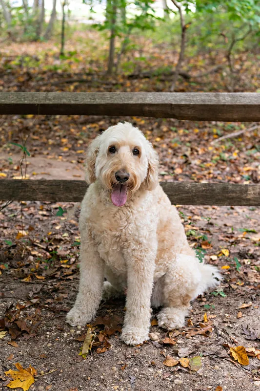 color photo of a cream golden doodle dog on a forest trail sitting against a gate