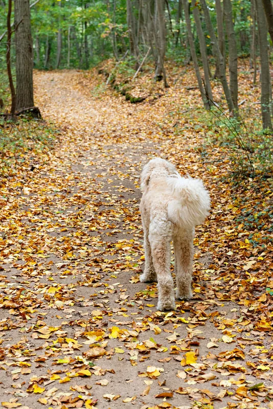 color photo of a cream golden doodle dog on a forest trail walking away from the camera