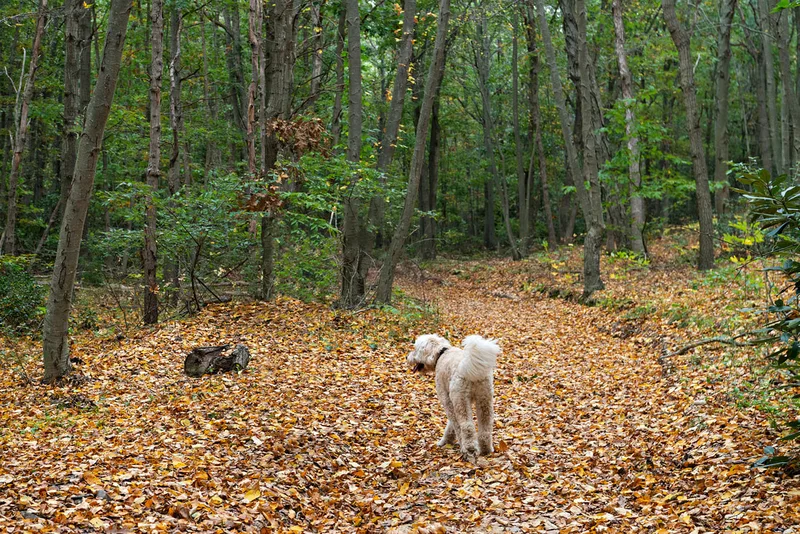 color photo of a cream golden doodle dog on a forest trail walking away from the camera