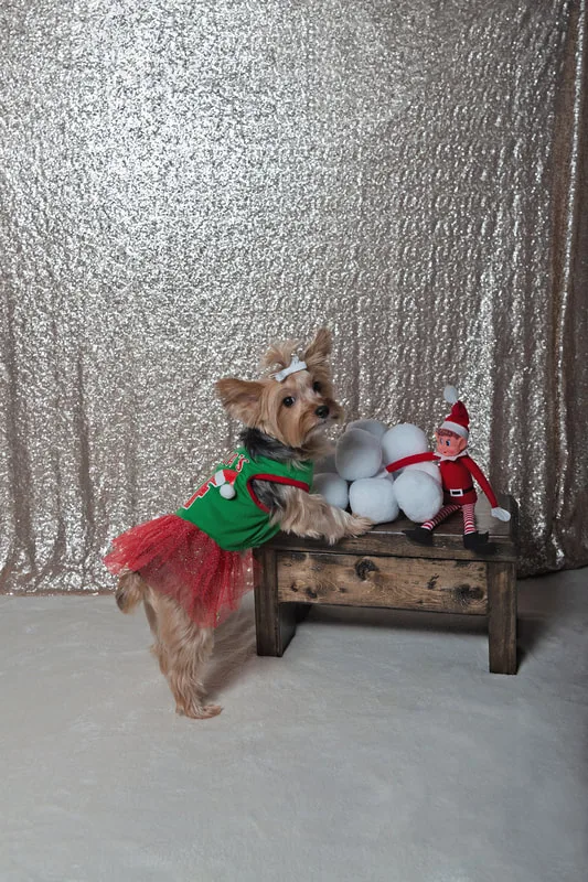 A photo of a Yorkshire terrier (yorkie) dog in a green and red elf dress, looking at the camera with her feet up on a shelf with snowballs and a toy elf. The photo is by Laura Pea Photography, a Long Island based pet photographer.