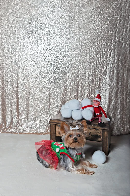 A photo of a Yorkshire terrier (yorkie) dog in a green and red elf dress, looking at the camera laying down next to a shelf with snowballs and a toy elf. The photo is by Laura Pea Photography, a Long Island based pet photographer.