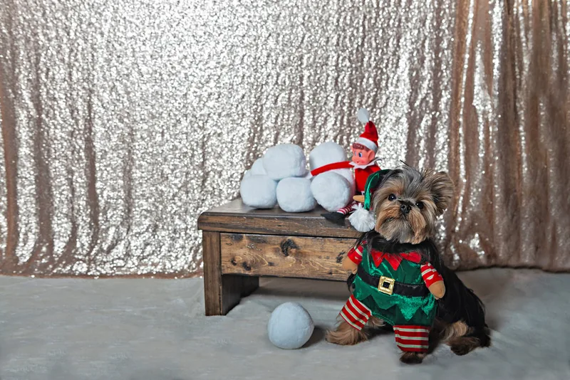 A photo of a Yorkshire terrier (yorkie) dog in a green elf costume, looking up next to a shelf with snowballs and a toy elf. The photo is by Laura Pea Photography, a Long Island based pet photographer.