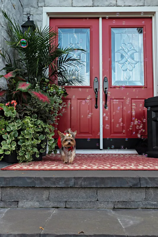A photo of a Yorkshire terrier (yorkie) dog on their owners' porch, surrounded by bubbles. The photo is by Laura Pea Photography, a Long Island based pet photographer.