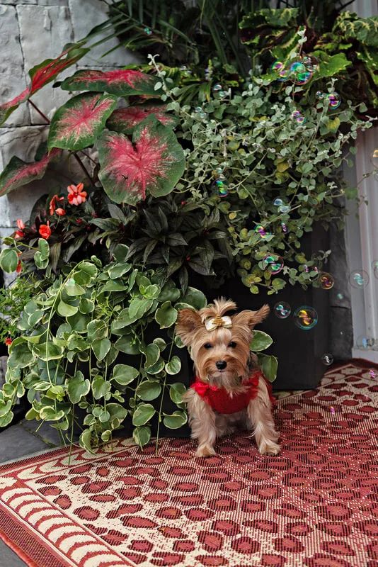 A photo of a Yorkshire terrier (yorkie) dog in front of a bush on their owners' porch. The photo is by Laura Pea Photography, a Long Island based pet photographer.
