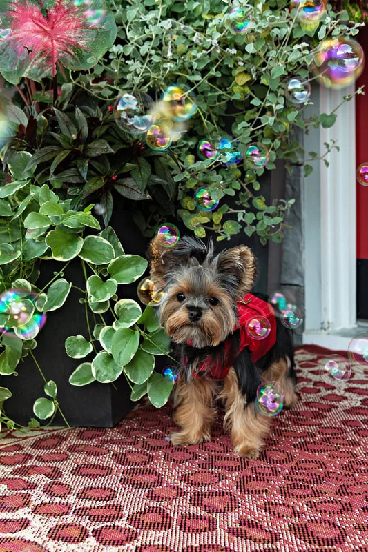 A photo of a Yorkshire terrier (yorkie) dog in front of a bush on their owners' porch, surrounded by bubbles. The photo is by Laura Pea Photography, a Long Island based pet photographer.