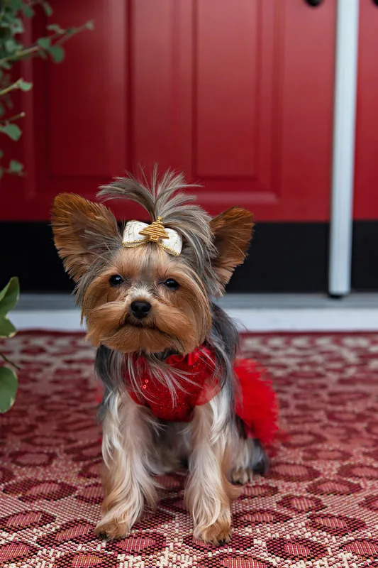A photo of a Yorkshire terrier (yorkie) dog on their owners' porch. The photo is by Laura Pea Photography, a Long Island based pet photographer.