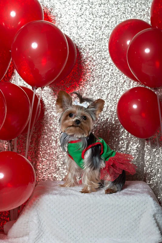 A photo of a Yorkshire terrier (yorkie) dog in a red and green elf dress, in front of a champagne sequin backdrop with a display of many red balloons. The photo is by Laura Pea Photography, a Long Island based pet photographer.