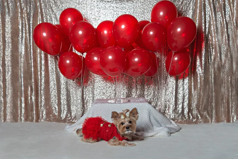 A photo of a Yorkshire terrier (yorkie) dog in a red dress, in front of a champagne sequin backdrop with a display of many red balloons. The photo is by Laura Pea Photography, a Long Island based pet photographer.