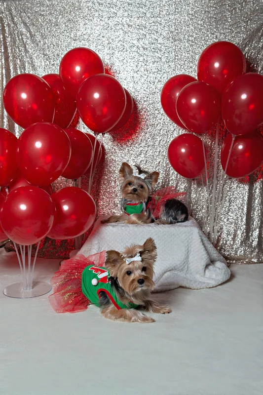 A photo of two Yorkshire terriers (yorkie) dogs, two females in red and green elf dresses in front of a champagne sequin backdrop with a display of many red balloons. The photo is by Laura Pea Photography, a Long Island based pet photographer.
