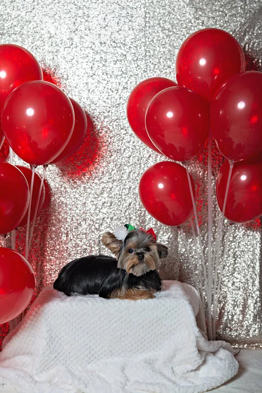 A photo of a Yorkshire terrier (yorkie) dog in an elf hat, in front of a champagne sequin backdrop with a display of many red balloons. The photo is by Laura Pea Photography, a Long Island based pet photographer.