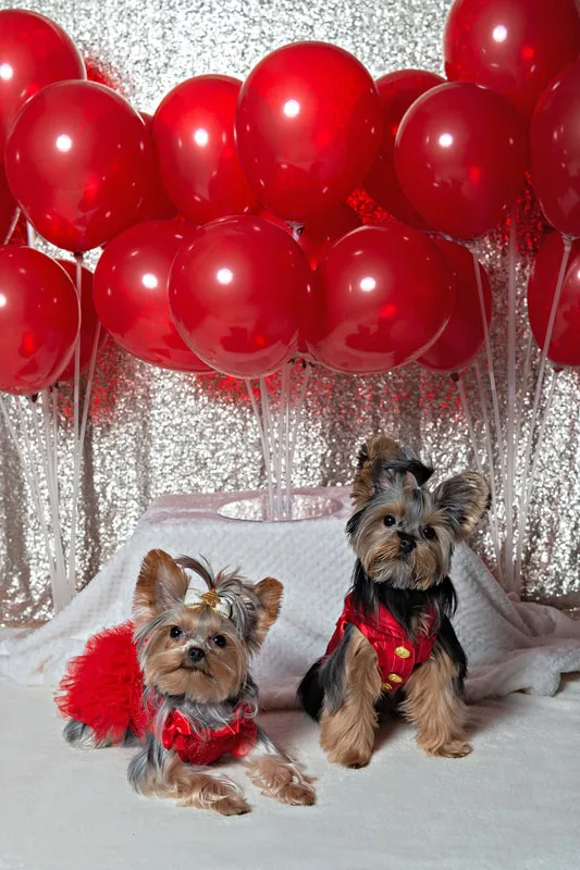 A photo of two Yorkshire terriers (yorkie) dogs, one male and one female, in a red dress and a red oufit, in front of a champagne sequin backdrop with a display of many red balloons. The photo is by Laura Pea Photography, a Long Island based pet photographer.