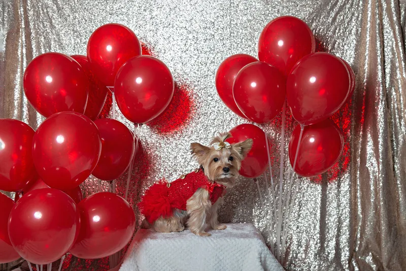 A photo of a Yorkshire terrier (yorkie) dog in a red dress, in front of a champagne sequin backdrop with a display of many red balloons. The photo is by Laura Pea Photography, a Long Island based pet photographer.
