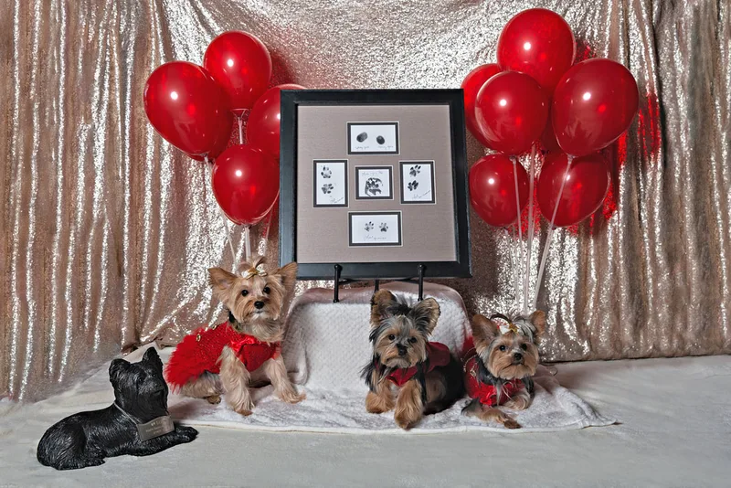 A photo of three Yorkshire terriers (yorkie) dogs, one male and two females, in red outfits in front of a champagne sequin backdrop with a display of many red balloons, and a framed set of paw prints with one urn of a deceased pet. The photo is by Laura Pea Photography, a Long Island based pet photographer.