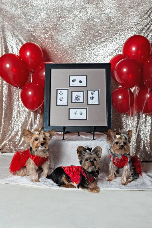 A photo of three Yorkshire terriers (yorkie) dogs, one male and two females, in red outfits in front of a champagne sequin backdrop with a display of many red balloons, and a framed set of paw prints. The photo is by Laura Pea Photography, a Long Island based pet photographer.