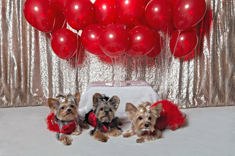 A photo of three Yorkshire terriers (yorkie) dogs, one male and two females, in red outfits in front of a champagne sequin backdrop with a display of many red balloons. The photo is by Laura Pea Photography, a Long Island based pet photographer.