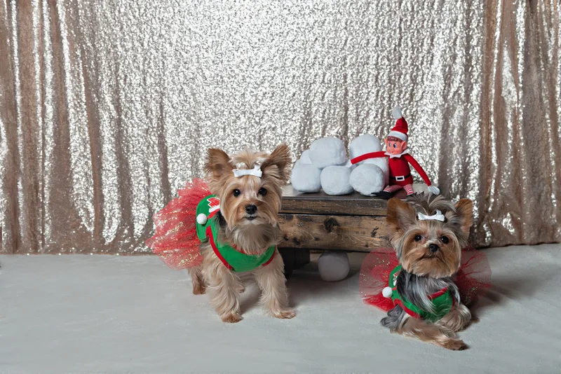 A photo of two Yorkshire terrier (yorkie) dogs in green and red elf dresses, looking at the camera next to a shelf with snowballs and a toy elf. The photo is by Laura Pea Photography, a Long Island based pet photographer.
