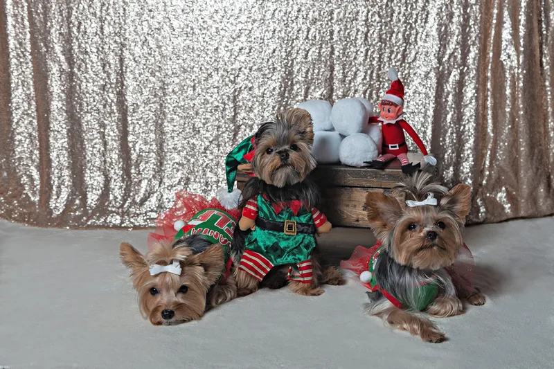 A photo of three Yorkshire terrier (yorkie) dogs in an elf costume and green and red elf dresses, looking off camera next to a shelf with snowballs and a toy elf. The photo is by Laura Pea Photography, a Long Island based pet photographer.
