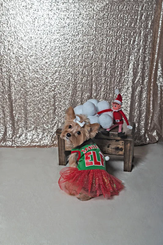A photo of a Yorkshire terrier (yorkie) dog in a green and red elf dress, looking back over her shoulder at the camera next to a shelf with snowballs and a toy elf. The photo is by Laura Pea Photography, a Long Island based pet photographer.