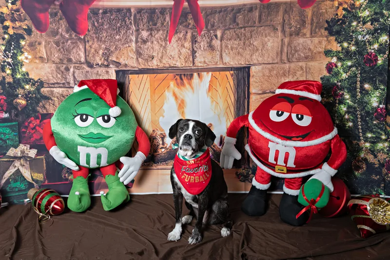 Color photo of a beagle mix dog posing in front of Christmas holiday props. The photo was taken at Pawcasso in Westhampton Beach by Laura of Laura Pea Photography, a Long Island based pet photographer. 