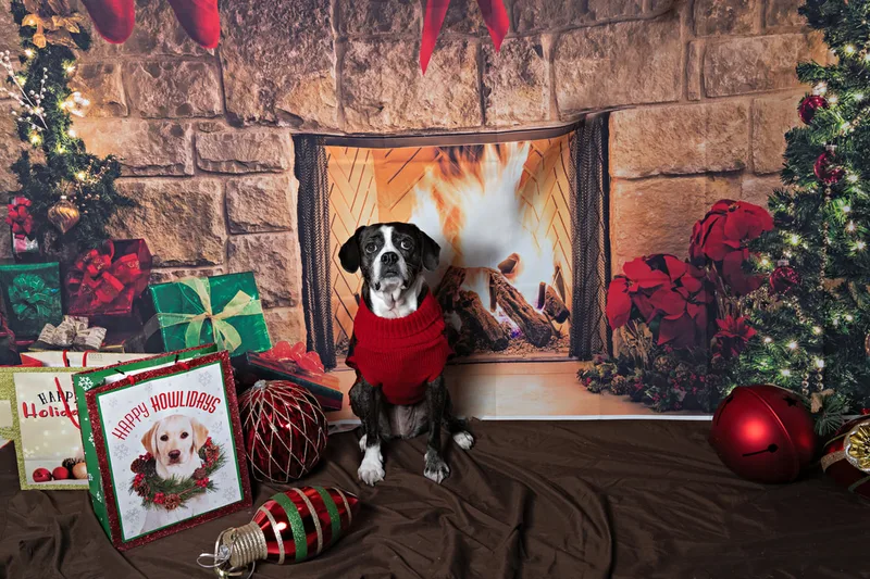 Color photo of a beagle mix dog posing in front of Christmas holiday props. The photo was taken at Pawcasso in Westhampton Beach by Laura of Laura Pea Photography, a Long Island based pet photographer. 