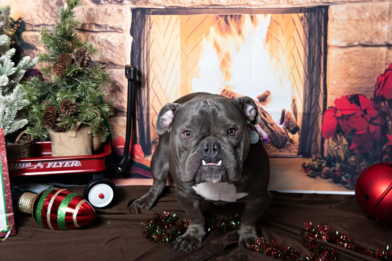 Color photo of a bulldog mix dog posing in front of Christmas holiday props. The photo was taken at Pawcasso in Westhampton Beach by Laura of Laura Pea Photography, a Long Island based pet photographer. 