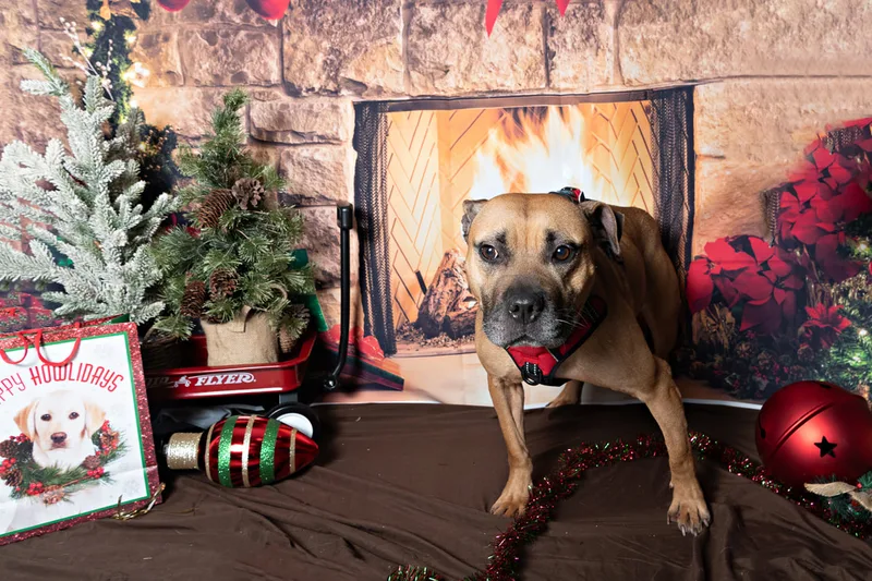 Color photo of a pitbull mix dog posing in front of Christmas holiday props. The photo was taken at Pawcasso in Westhampton Beach by Laura of Laura Pea Photography, a Long Island based pet photographer. 