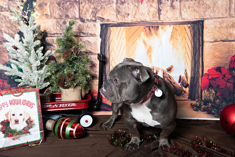 Color photo of a bulldog mix dog posing in front of Christmas holiday props. The photo was taken at Pawcasso in Westhampton Beach by Laura of Laura Pea Photography, a Long Island based pet photographer. 