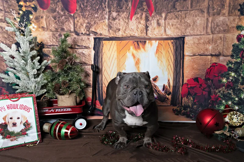 Color photo of a bulldog mix dog posing in front of Christmas holiday props. The photo was taken at Pawcasso in Westhampton Beach by Laura of Laura Pea Photography, a Long Island based pet photographer. 