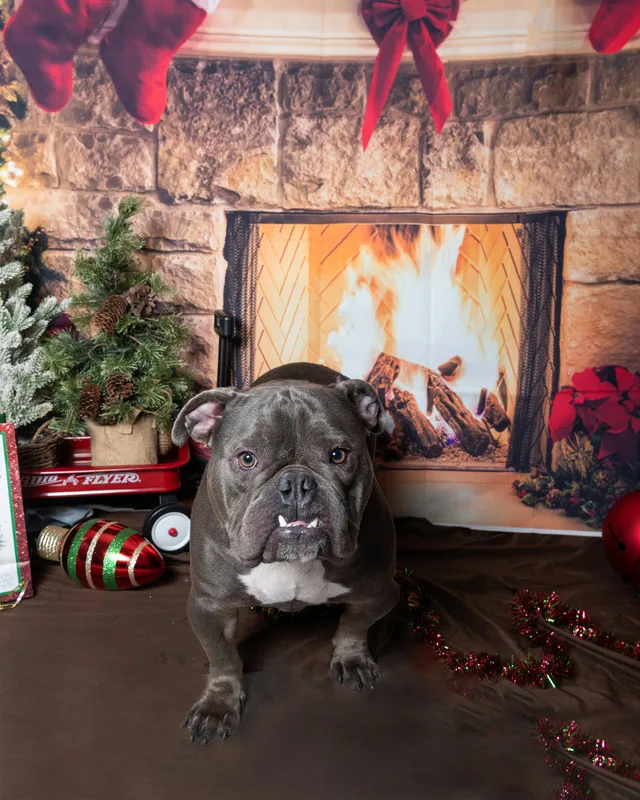Color photo of a bulldog mix dog posing in front of Christmas holiday props. The photo was taken at Pawcasso in Westhampton Beach by Laura of Laura Pea Photography, a Long Island based pet photographer. 
