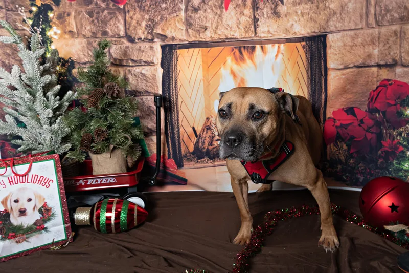 Color photo of a pitbull mix dog posing in front of Christmas holiday props. The photo was taken at Pawcasso in Westhampton Beach by Laura of Laura Pea Photography, a Long Island based pet photographer. 