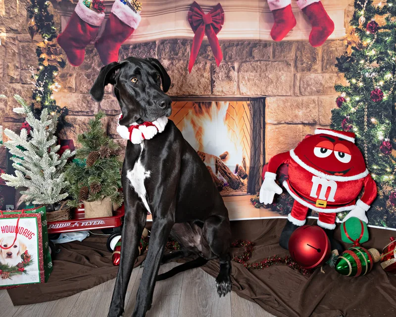 Color photo of a great dane mix dog posing in front of Christmas holiday props. The photo was taken at Pawcasso in Westhampton Beach by Laura of Laura Pea Photography, a Long Island based pet photographer. 