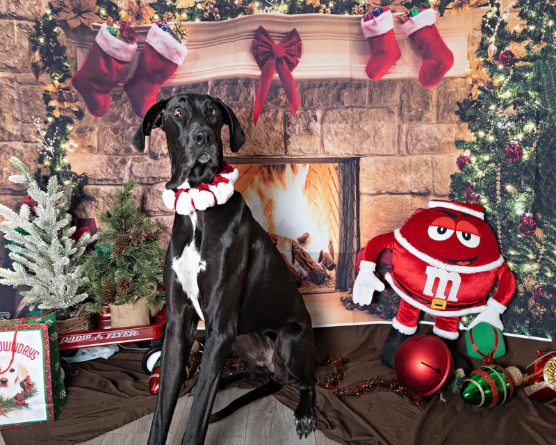 Color photo of a great dane mix dog posing in front of Christmas holiday props. The photo was taken at Pawcasso in Westhampton Beach by Laura of Laura Pea Photography, a Long Island based pet photographer. 