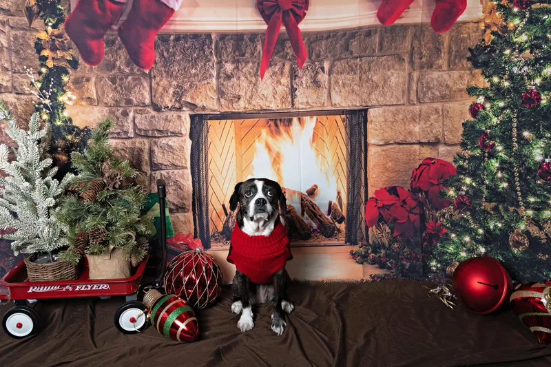 Color photo of a beagle mix dog posing in front of Christmas holiday props. The photo was taken at Pawcasso in Westhampton Beach by Laura of Laura Pea Photography, a Long Island based pet photographer. 