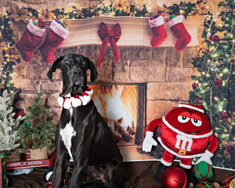 Color photo of a great dane mix dog posing in front of Christmas holiday props. The photo was taken at Pawcasso in Westhampton Beach by Laura of Laura Pea Photography, a Long Island based pet photographer. 