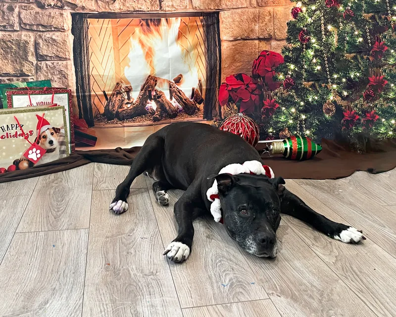 Color photo of a pitbull mix dog posing in front of Christmas holiday props. The photo was taken at Pawcasso in Westhampton Beach by Laura of Laura Pea Photography, a Long Island based pet photographer. 