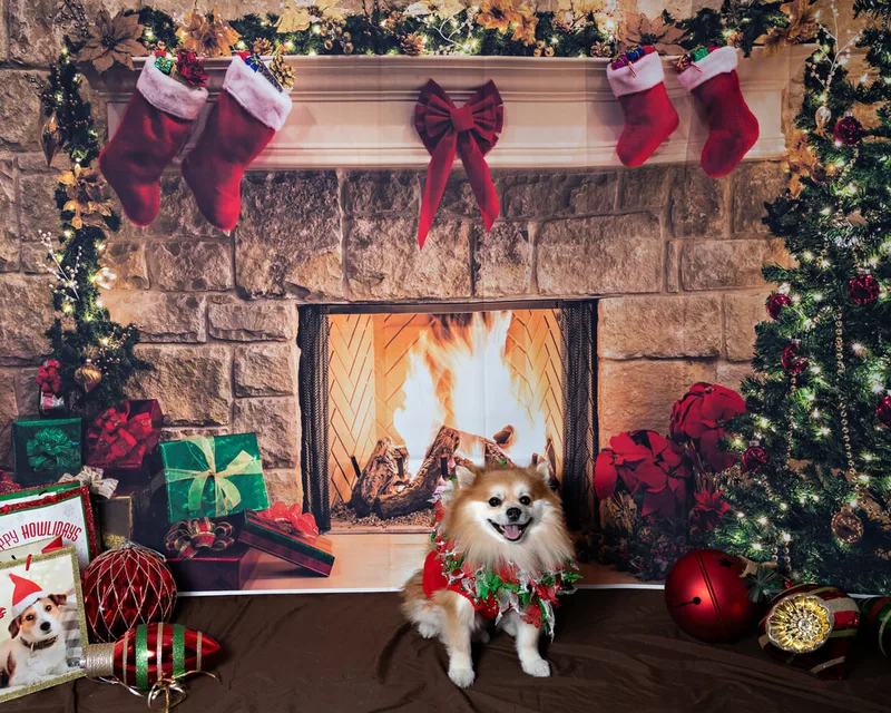 Color photo of a Pomeranian dog posing in front of Christmas holiday props. The photo was taken at Pawcasso in Westhampton Beach by Laura of Laura Pea Photography, a Long Island based pet photographer. 