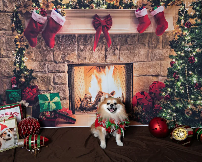 Color photo of a Pomeranian dog posing in front of Christmas holiday props. The photo was taken at Pawcasso in Westhampton Beach by Laura of Laura Pea Photography, a Long Island based pet photographer. 