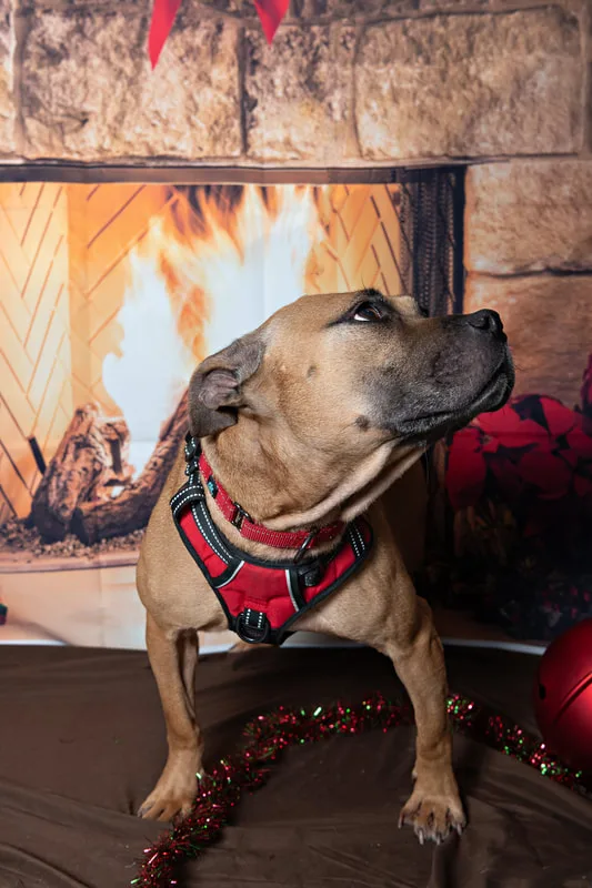 Color photo of a pitbull mix dog posing in front of Christmas holiday props. The photo was taken at Pawcasso in Westhampton Beach by Laura of Laura Pea Photography, a Long Island based pet photographer. 