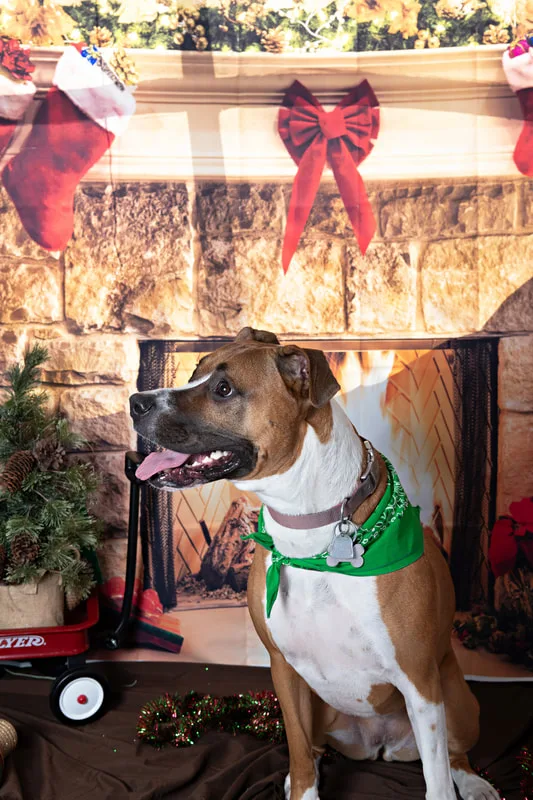 Color photo of a pitbull mix dog posing in front of Christmas holiday props. The photo was taken at Pawcasso in Westhampton Beach by Laura of Laura Pea Photography, a Long Island based pet photographer. 