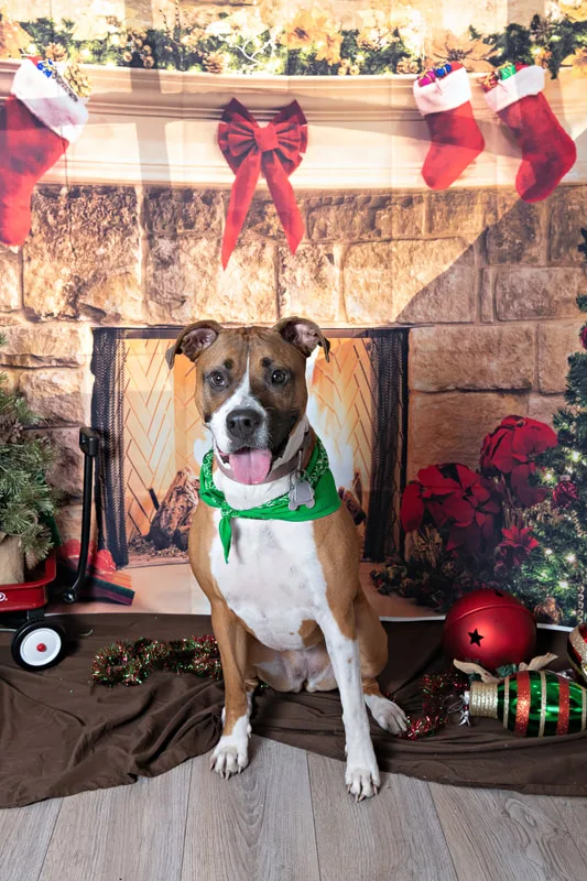 Color photo of a pitbull mix dog posing in front of Christmas holiday props. The photo was taken at Pawcasso in Westhampton Beach by Laura of Laura Pea Photography, a Long Island based pet photographer. 