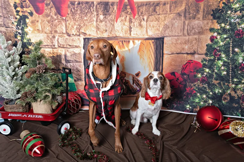 Color photo of a two dogs posing in front of Christmas holiday props. The photo was taken at Pawcasso in Westhampton Beach by Laura of Laura Pea Photography, a Long Island based pet photographer. 