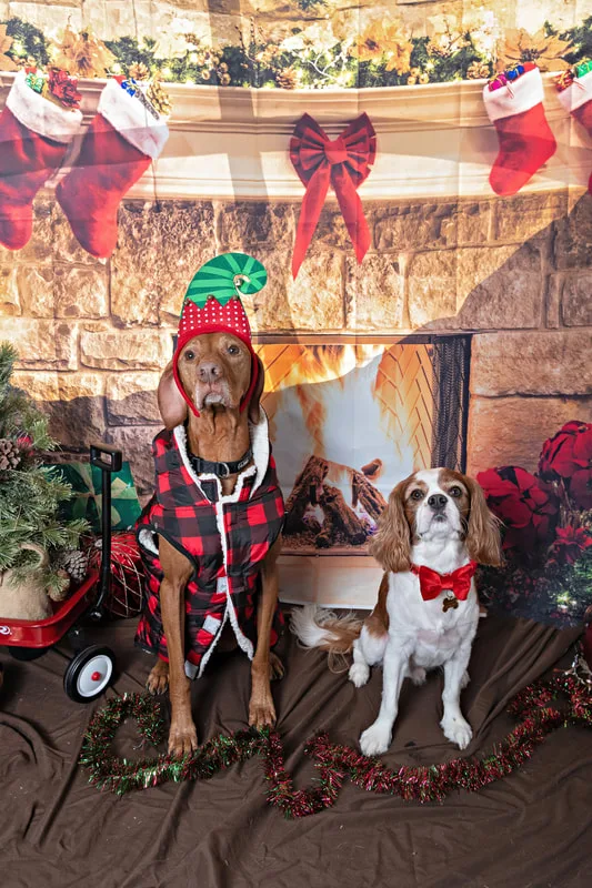 Color photo of a two dogs posing in front of Christmas holiday props. The photo was taken at Pawcasso in Westhampton Beach by Laura of Laura Pea Photography, a Long Island based pet photographer. 