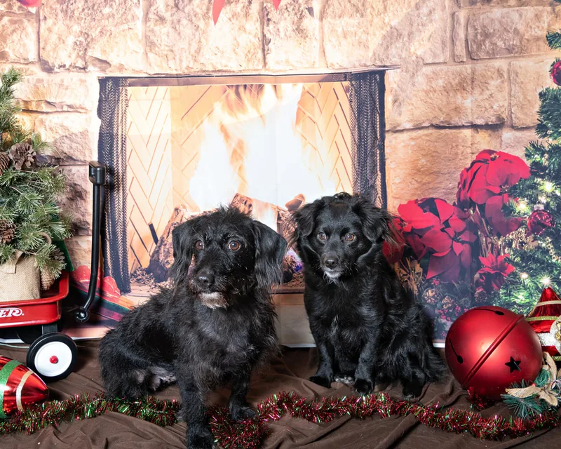 Color photo of a two black dogs posing in front of Christmas holiday props. The photo was taken at Pawcasso in Westhampton Beach by Laura of Laura Pea Photography, a Long Island based pet photographer. 
