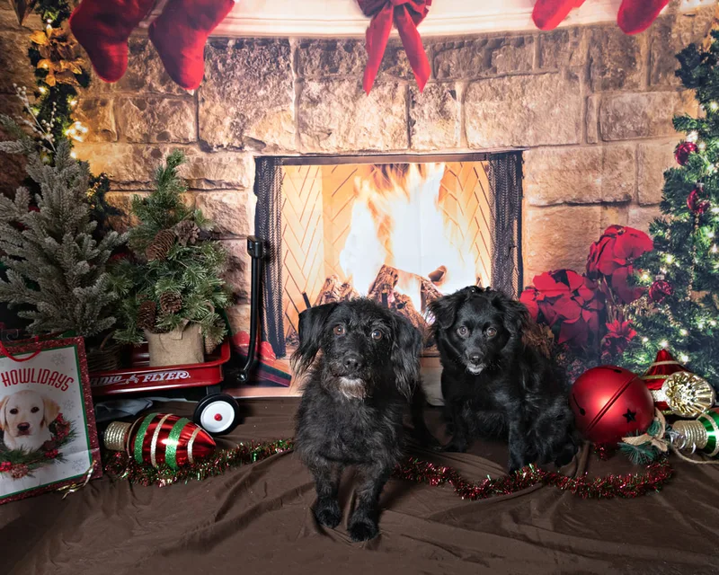 Color photo of a two black dogs posing in front of Christmas holiday props. The photo was taken at Pawcasso in Westhampton Beach by Laura of Laura Pea Photography, a Long Island based pet photographer. 