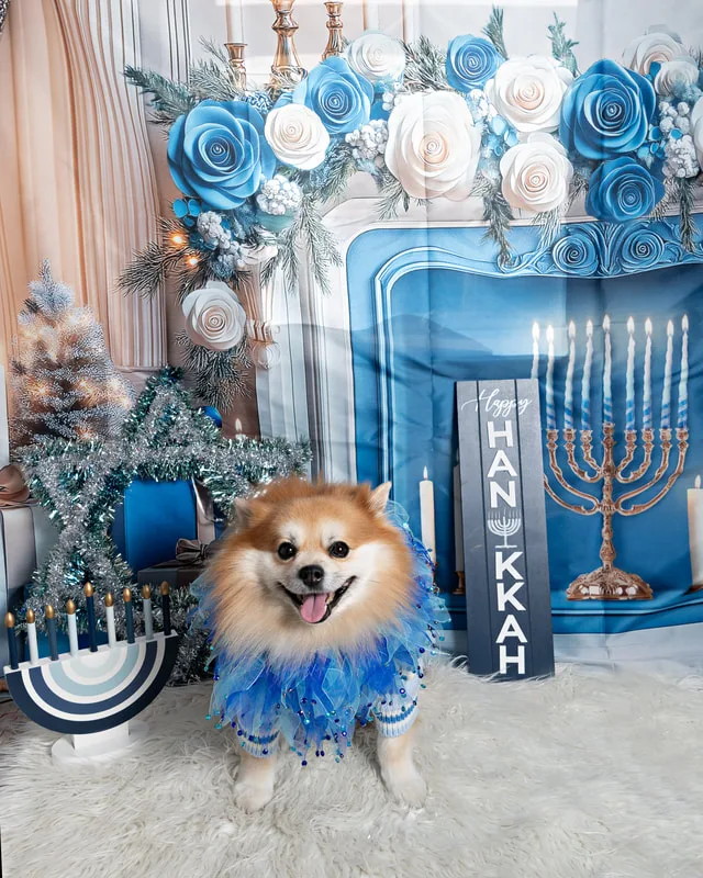 Color photo of a Pomeranian dog posing in front of Hanukkah holiday props. The photo was taken at Pawcasso in Westhampton Beach by Laura of Laura Pea Photography, a Long Island based pet photographer. 