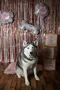 carousel chooser