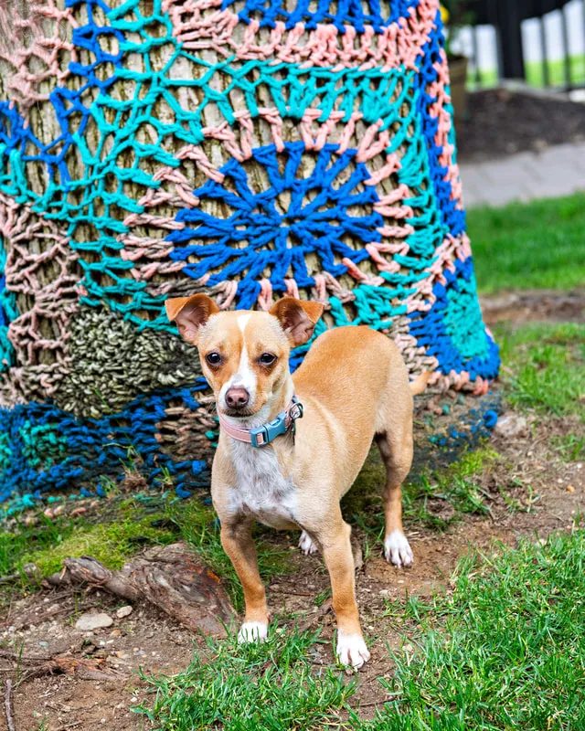 A color photo of a chihuahua mix dog. The photo was taken by pet photographer Laura Paesano of Laura Pea Photography for a pet portrait program held by the Middle Country Public Library in their outdoor Nature Explorium. 