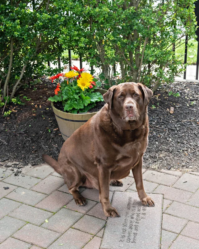A color photo of a chocolate Labrador dog. The photo was taken by pet photographer Laura Paesano of Laura Pea Photography for a pet portrait program held by the Middle Country Public Library in their outdoor Nature Explorium. 