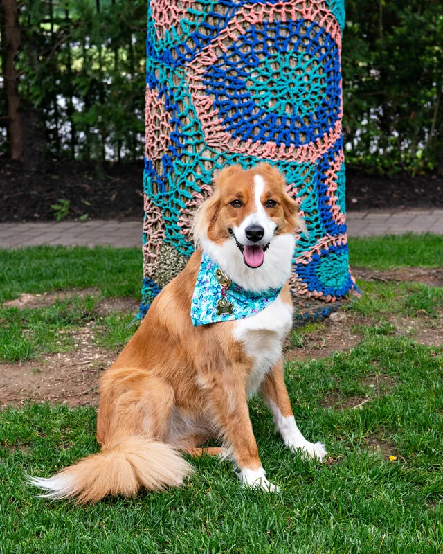 A color photo of a collie mix dog. The photo was taken by pet photographer Laura Paesano of Laura Pea Photography for a pet portrait program held by the Middle Country Public Library in their outdoor Nature Explorium. 